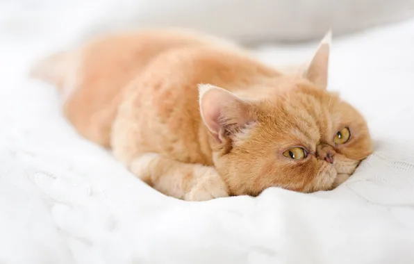 Cat, cat, look, face, pose, background, stay, portrait