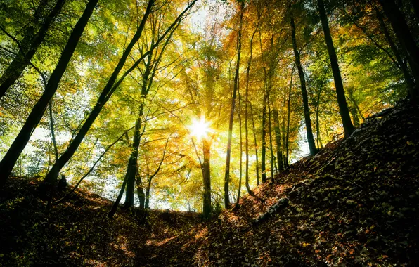 Autumn, forest, the sun, rays, light, trees