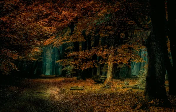 Picture autumn, forest, leaves, trees, bench, Park, path