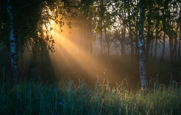Picture forest, rays, light