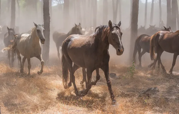 Forest, grass, trees, fog, trunks, horses, horse, running