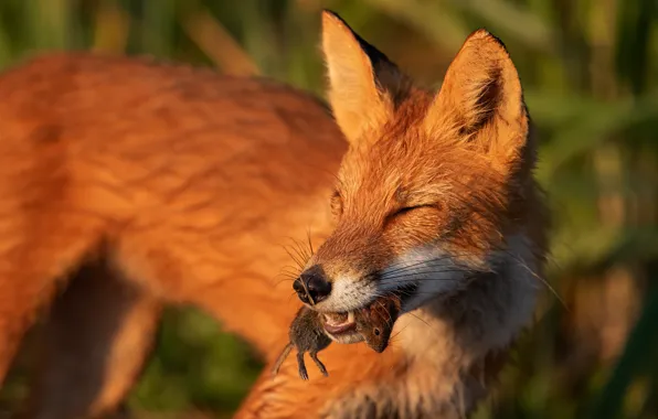 Face, mouse, mouse, Fox, red, mining