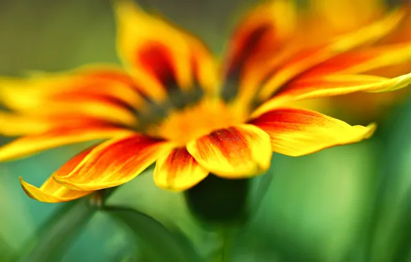 Macro, flowers, orange, yellow, green, background, widescreen, Wallpaper