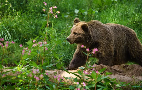 Greens, summer, grass, flowers, glade, bear, walk, log