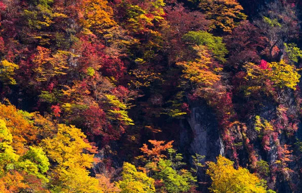 Picture autumn, forest, trees, rocks, paint, Sunny