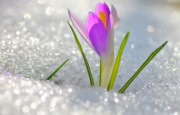 Spring Flowers In Snow Wallpaper