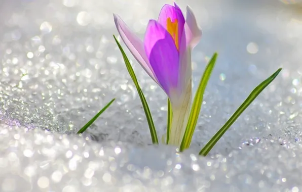 Picture flower, snow, cute, spring, flower, Krokus, snowdrop, spring