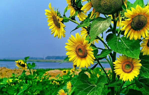 Sunflowers, nature, suns