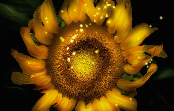 Flower, sunflower, computer design
