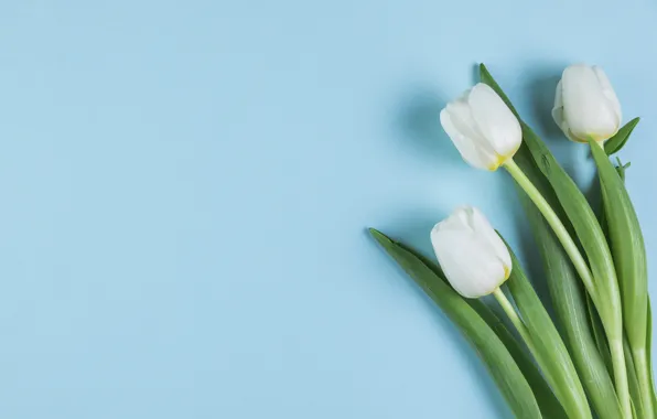 Flowers, tulips, white, white, flowers, beautiful, blue background, tulips