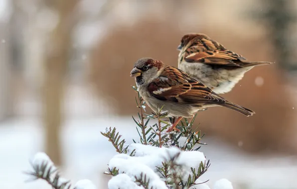 Winter, feathers, birds, sparrows