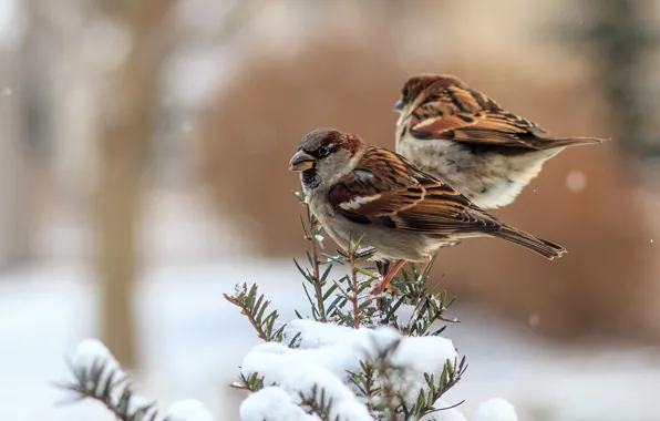 Picture winter, feathers, birds, sparrows