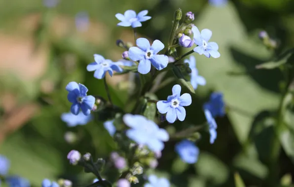 Macro, flowers, spring, blue background, blue flower