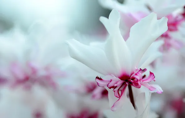 Macro, nature, petals, garden