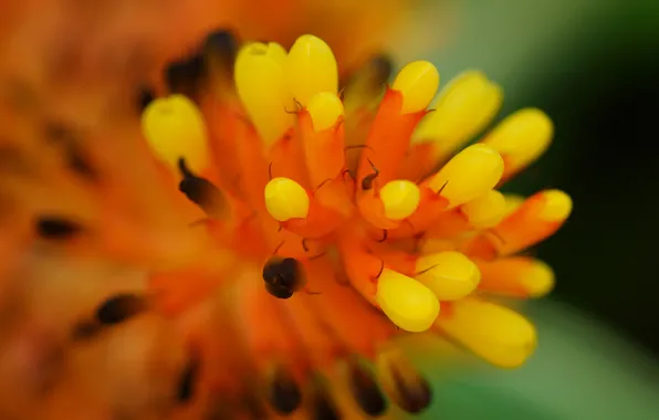 Picture flower, macro, yellow, buds, ehmeya