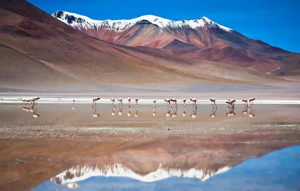 Picture mountains, birds, nature, lake, Flamingo