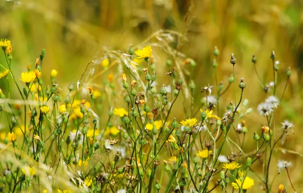 Flower, yellow, meadow