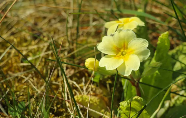 Flower, yellow, spring, blooming