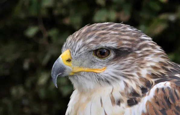 Picture look, reverie, calm, Germany, Falkenhof Feldberg, Royal Buzzard (Buteo regalis)