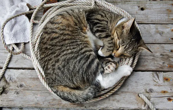 Cat, Wallpaper, sleep