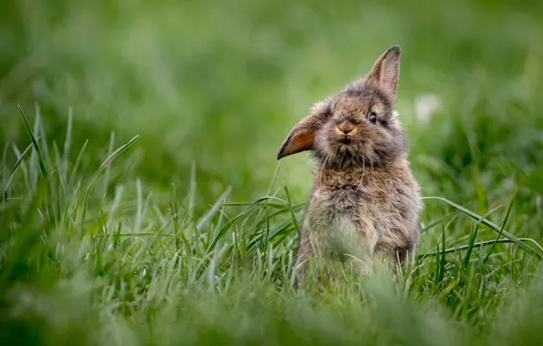 Grass, rabbit, bokeh, rabbit