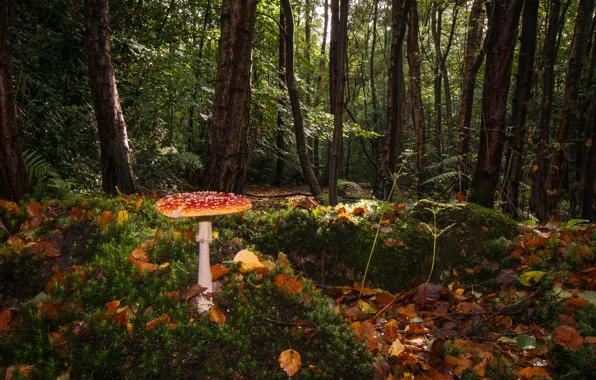Forest, leaves, the sun, trees, mushrooms, moss, mushroom