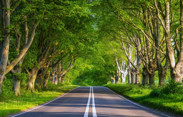 Road, summer, grass, the sun, trees, alley