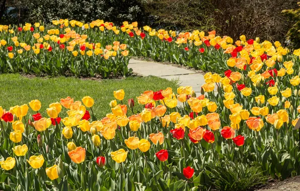 Picture grass, the sun, flowers, yellow, red, Park, lawn, track