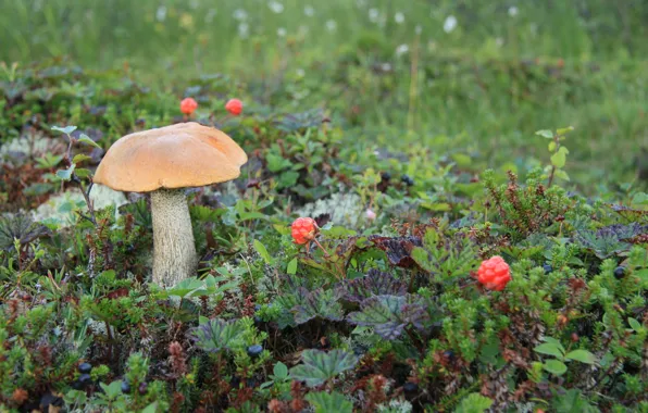 Mushroom, cloudberry, hill, Boletus