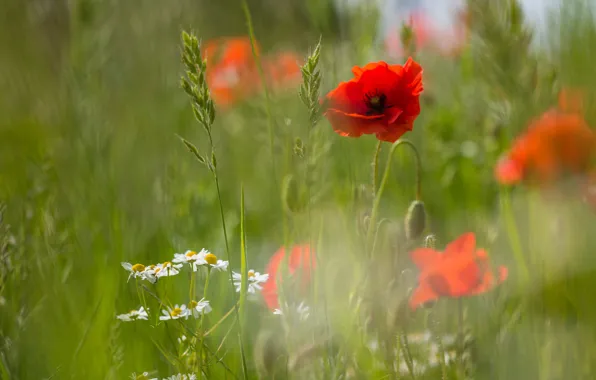 Greens, field, summer, flowers, red, nature, Mac, Maki