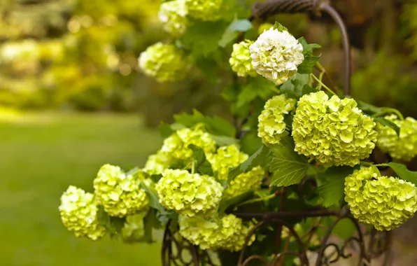 Picture branches, nature, basket, inflorescence, Kalina, buldenezh