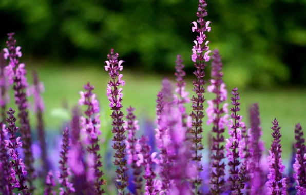 Purple, macro, flowers, blur, lilac, sage