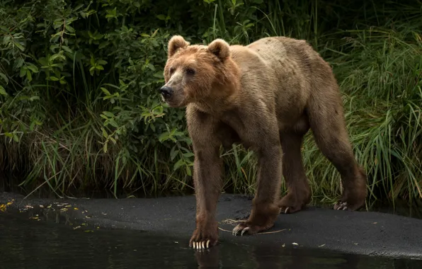 Picture chest, grass, look, face, pose, bear, is, brown