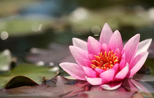 Flower, pond, Nymphaeum, water Lily