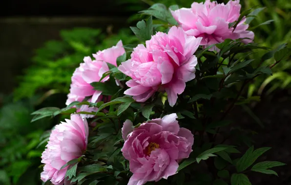 Picture leaves, flowers, garden, pink, the bushes, peonies