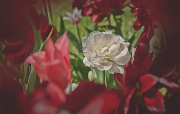 Picture greens, white, flowers, red, spring, tulips