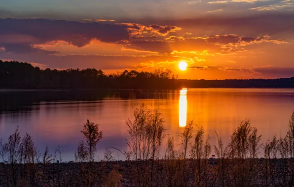 Picture the sun, sunset, shore, plant, pond