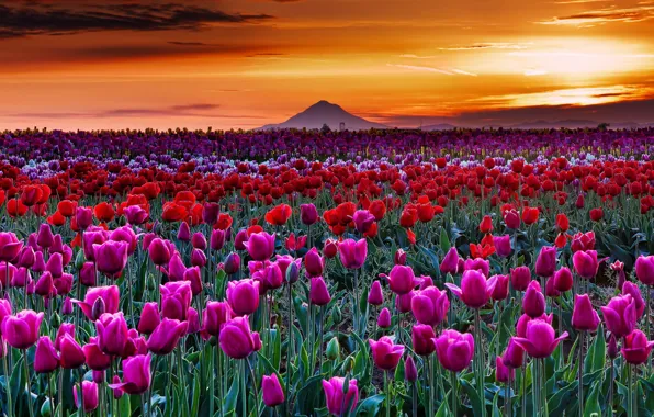Sunset, nature, tulips