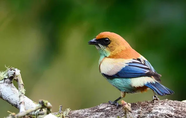 Look, bird, Blue, Black, White, tail, Bird, Brown