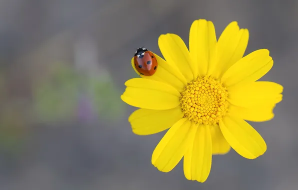 Flowers, ladybug, petals, kosmeya