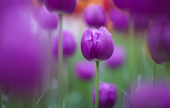 Nature, focus, beautiful, purple, tulips