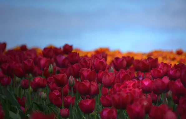 Field, the sky, petals, tulips