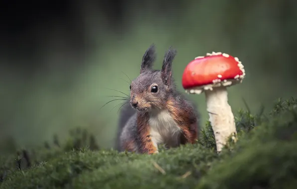 Red, mushroom, moss, mushroom, protein, grey, face, green background