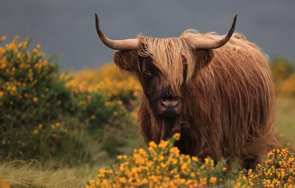 Look, face, flowers, nature, background, hairy, horns, brown