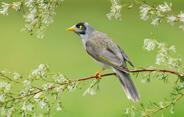 Branches, nature, bird, beak, Australia, the black-capped manorina