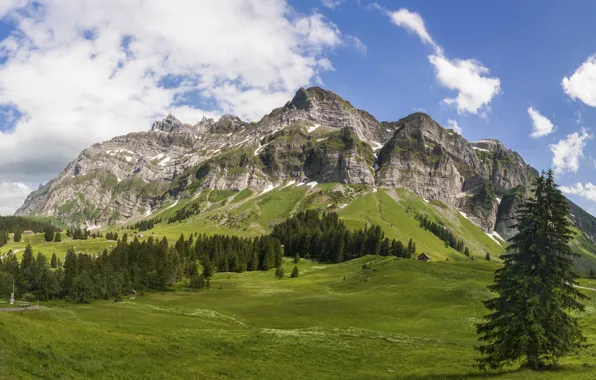 Picture forest, the sky, clouds, trees, mountains, tops, meadow
