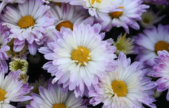 Picture macro, flowers, chrysanthemum, violet