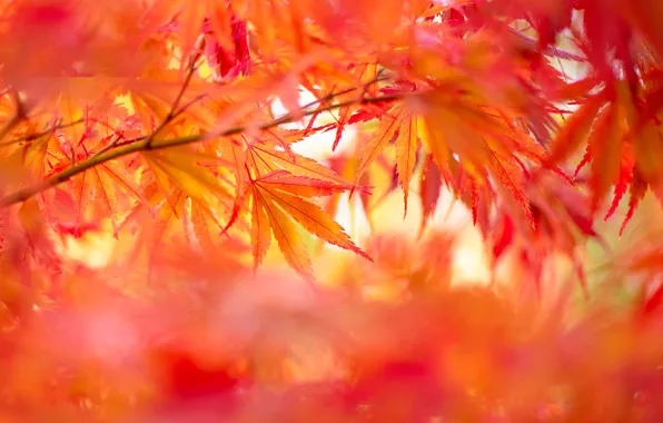 Picture autumn, leaves, orange, branches, bright, blur, red, bokeh