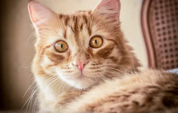 Cat, cat, look, portrait, muzzle, red