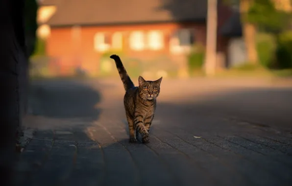 Road, cat, cat, grey, street, tile, home, tail